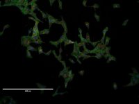 VERO Cell Line 
