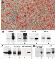 Human Preadipocytes: HPAd: Pre-Screened for Adipogenesis Signaling, adult subcutaneous S802S-05A