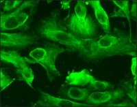 Human Renal Proximal Tubular Epithelial Cells: HRPTEpC, fetal 930-05F