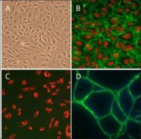 Human Umbilical Vein Endothelial Cells: HUVEC, neonatal 200-05N
