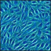 Porcine Coronary Artery Endothelial: PCAEC (Cryovial) P300-05