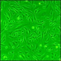 Rat Cardiac Fibroblasts: RCF, adult R306-05A
