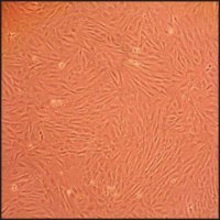 Rat Dermal Fibroblasts: RDF, adult R106-05A