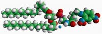 16:0 DNP Cap PE 810528P-25MG