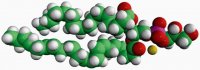 16:0-22:6 PG 840500C-25MG