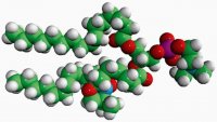 16:0-7 Doxyl PC 810602C-1MG