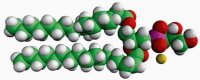 17:0 PG 830456P-25MG