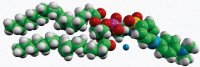 18:1 Dabsyl PE 810509C-5MG