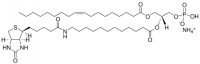18:1-12:0 Biotin PA 860561C-1MG