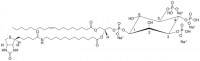 18:1-12:0 Biotin PIP3 