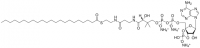 22:0 Coenzyme A 