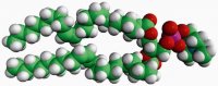 22:1 (Cis) PC 850398C-25MG