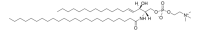24:0 SM 
