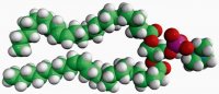 24:1 (Cis) PC 850399P-25MG