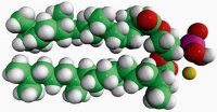 4ME 16:0 PA 850406P-25MG