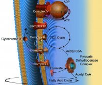 Acetyl coenzyme A sodium salt