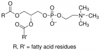 L--Phosphatidylcholine 