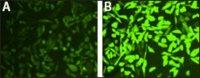 Intracellular Hydrogen Peroxide Assay MAK164-1KT
