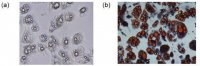 Lipid (Oil Red O) Staining Kit MAK194-1KT
