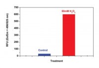 Proteasome 20S Activity Assay Kit MAK172-1KT