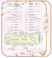 Glycolysis/Gluconeogenesis Metabolite Library ML0013-1KT