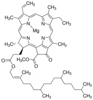 Chlorophyll a 