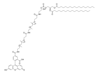 Carboxyfluorescein-dPEG �24-amido-dPEG �24-DSPE 