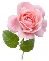 Rose oil, Bulgarian 