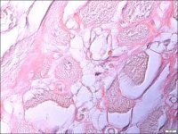Amyloid TISSUE-TROL� Control Slides 