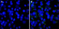 DAPI, dilactate 