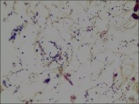 Gram Stain TISSUE-TROL� Control Slides 