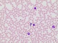 May-Grnwald Stain MG128-4L