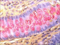 Mucin TISSUE-TROL� Control Slides 