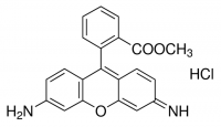 Rhodamine 123 