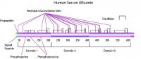 SigMatrix Serum Diluent