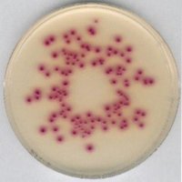 Chromocult® Coliform Agar