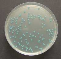 ChromoCult� Listeria agar (base) acc. OTTAVIANI and AGOSTI 
