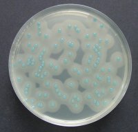 ChromoCult� Listeria Agar Enrichment-Supplement 