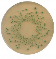 Chromocult® Tryptone Bile X-glucuronide agar