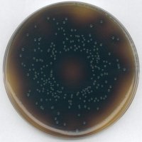 GranuCult� Oxford Agar (Base) 