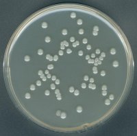 GranuCult� Plate Count agar 