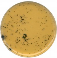 GranuCult� Tryptose sulfite cycloserine agar (base) 