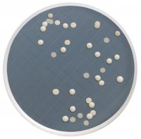 Milliflex� Cassette prefilled with Sabouraud Dextrose Agar MXSMCSD48