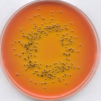 Rappaport-Vassiliadis Salmonella Enrichment Broth (acc. harm. EP/USP/JP) 