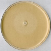 Test agar pH 8.0 for the inhibitor test 
