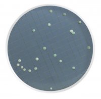 Wallerstein Nutrient Broth MHA000P2N