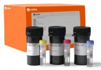 CyDye DIGE Scarce Sample GE25-8009-83