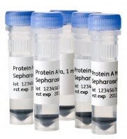 Protein A Mag Sepharose� Xtra GE28-9670-56