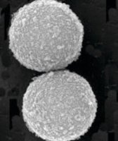 SpeedBeads� Magnetic Neutravavidin Coated particles GE78152104010350