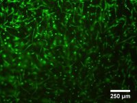 TissueFab® - GelAlg-Vis